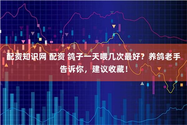 配资知识网 配资 鸽子一天喂几次最好？养鸽老手告诉你，建议收藏！